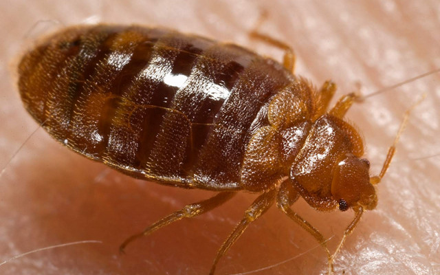 Getting Rid of Bed Bugs