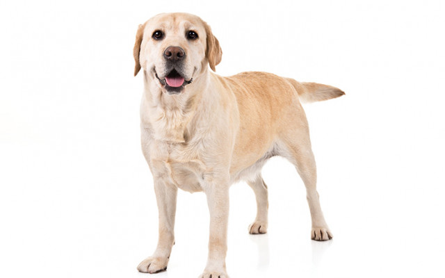 The Top 4 Most Popular Dog Breeds