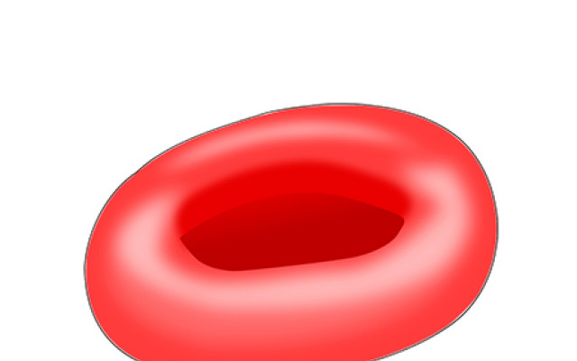 Erythrocytes