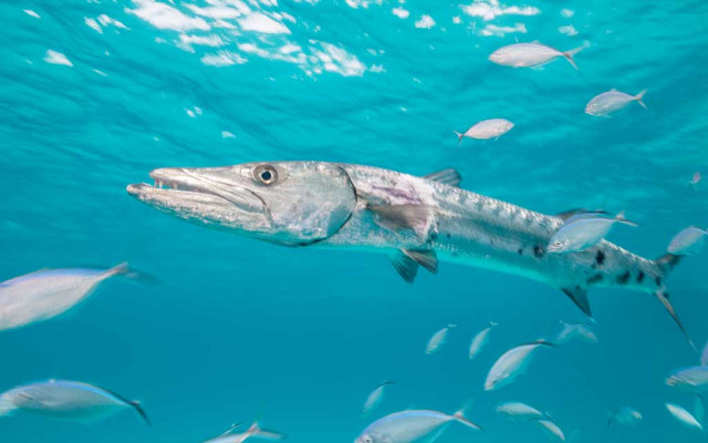 Fish poisoning 