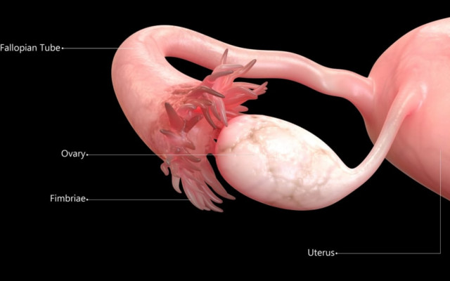 Ovaries