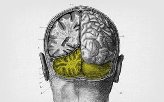 Cerebellum