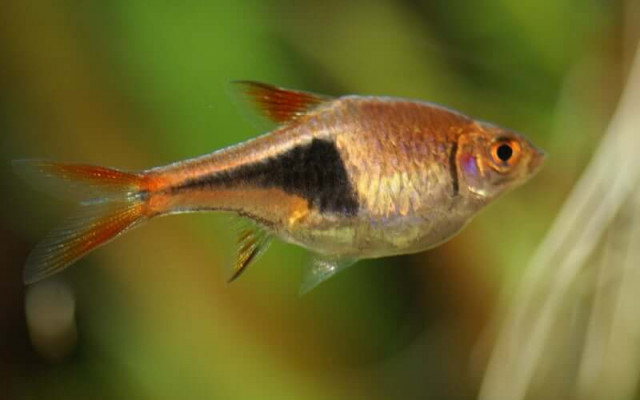 Harlequin Rasboras Fish