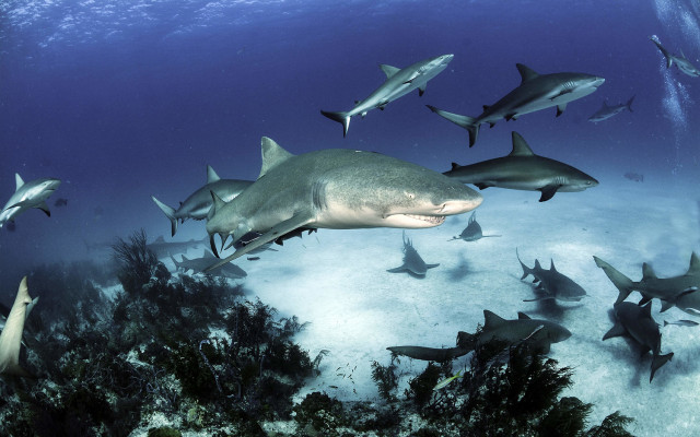 Sharks