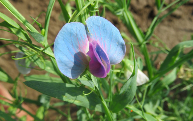 Lathyrus sativus