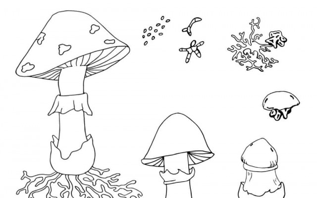 Life cycle of mushroom