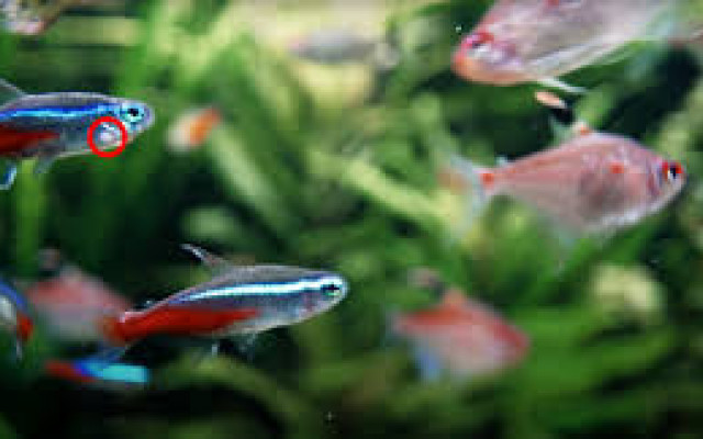 Neon tetras