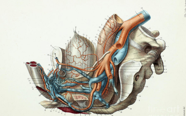 Pelvic blood vessels